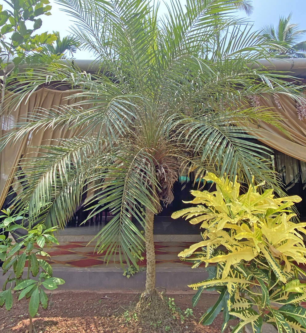 Palm trees lining the path inside the children